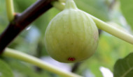 Kameni Dvori Konavle Organic Figs