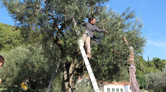 Making Extra Virgin Olive Oil, One 300 year old olive tree