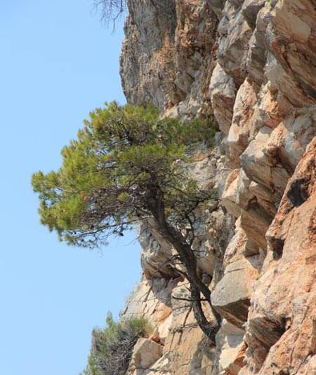 Konavle Cliffs tree